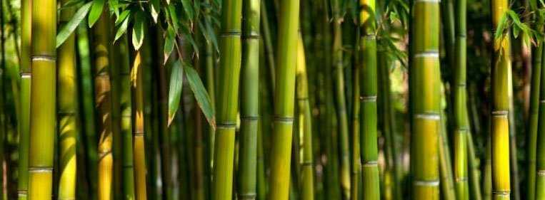 Bambuterapia: benefícios e passo a passo bambuterapia beneficios