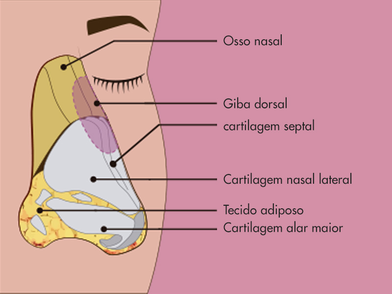 Ilustração da anatomia do nariz