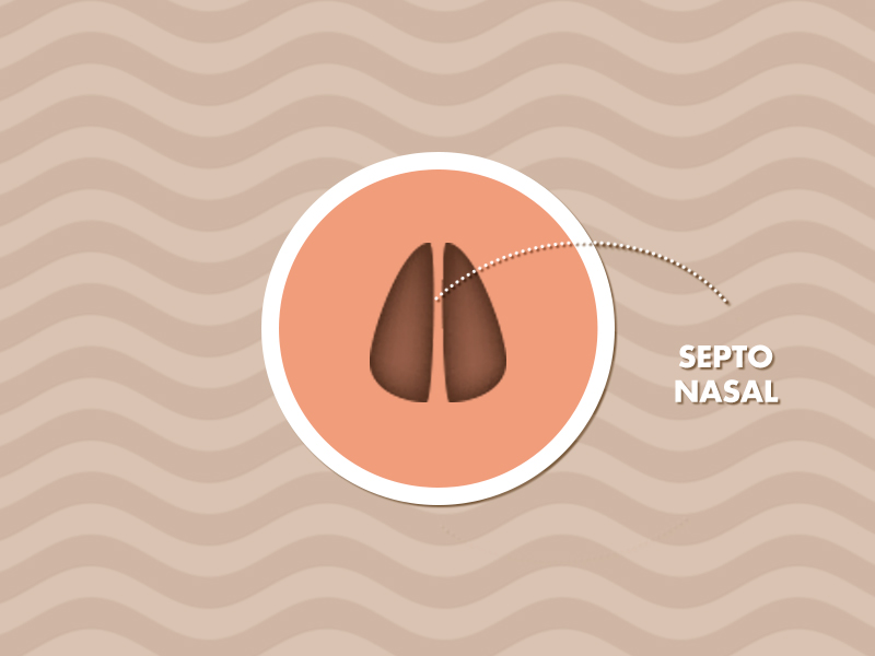 Ilustração do septo nasal