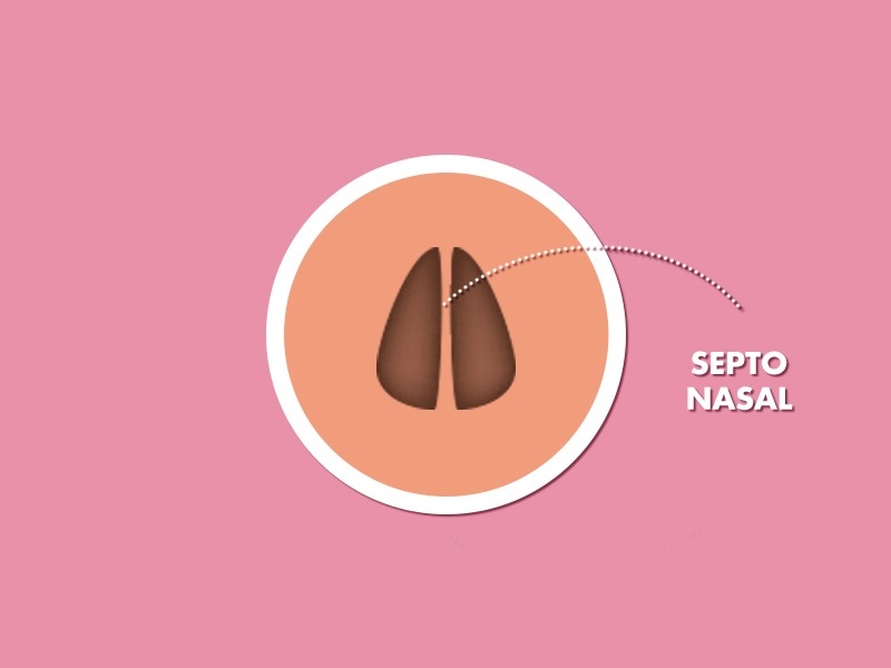 Ilustração indicando onde fica o septo nasal na parte interna do nariz