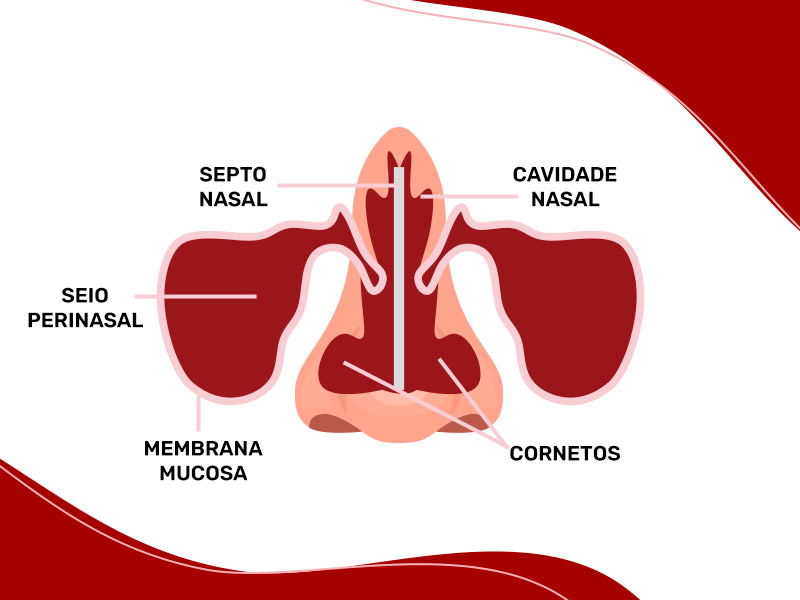 Ilustração que mostra a estrutura do nariz por dentro