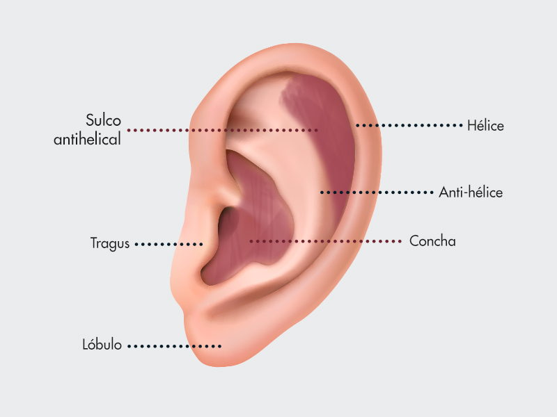 Ilustração que mostra uma orelha grande e todas as partes que a constituem