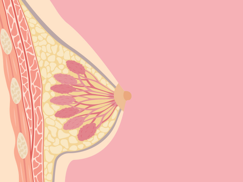 Ilustração que mostra como funciona o bico do seio, e suas ramificações internas