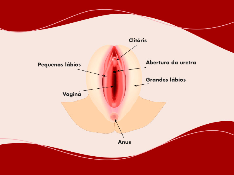ilustração mostrando a anatomia de uma vulva