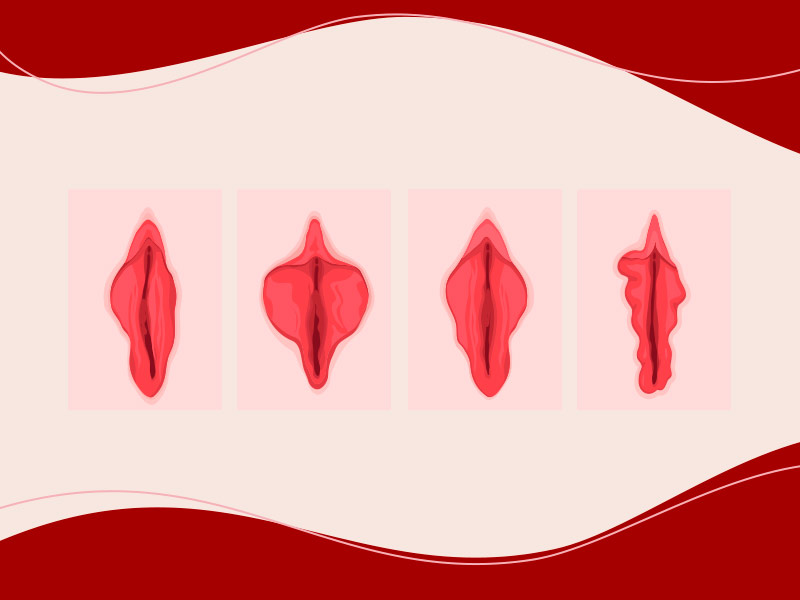 ilustração com diferentes tipos de vulvas