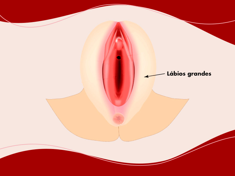 ilustração mostrando onde fica os grandes lábios, a parte mais carnudinha da vulva