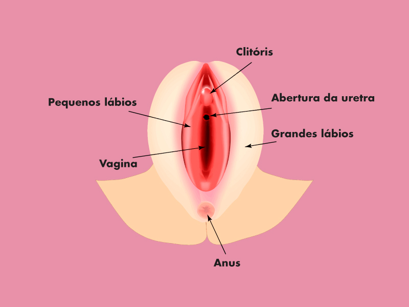 labios vagina