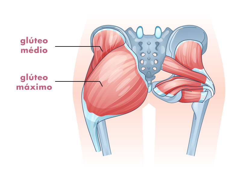 anatomia gluteo