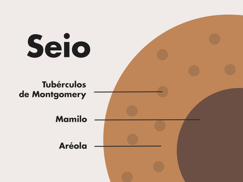 ilustração mostrando a anatomia dos seios