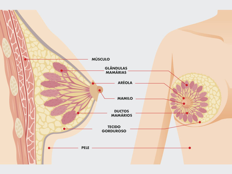 ilustração da anatomia mama sem silicone 