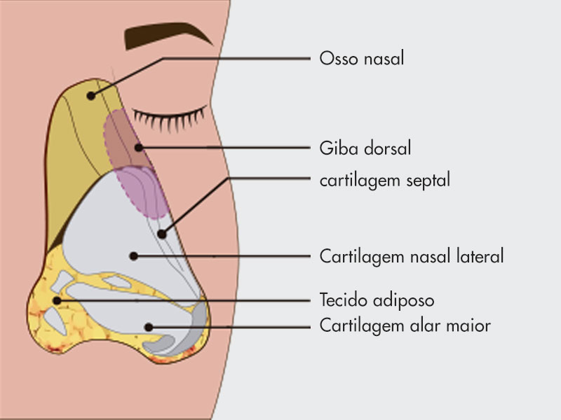 Ilustração exemplificando a anatomia do nariz