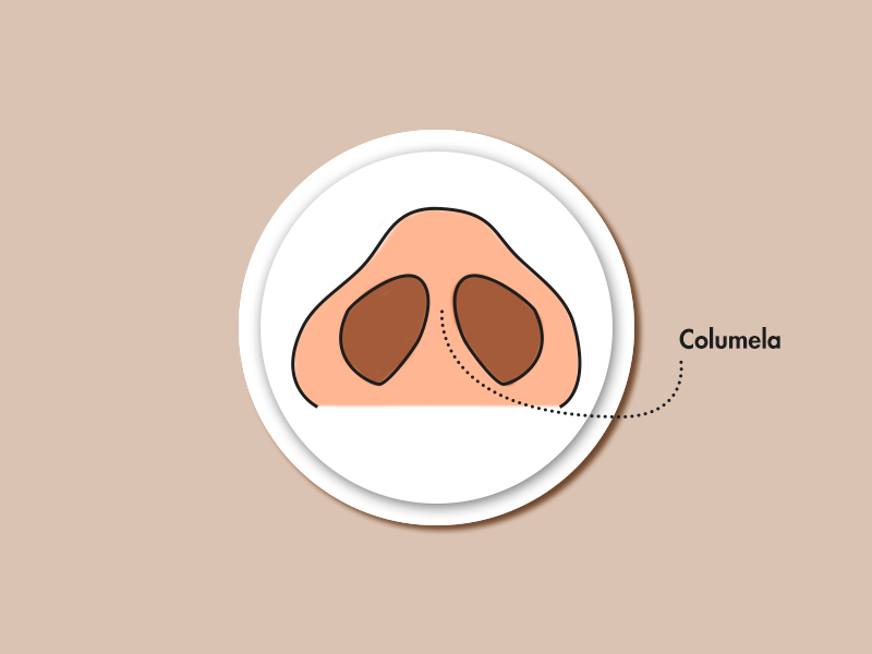 O que é a Columela nasal? columela nariz