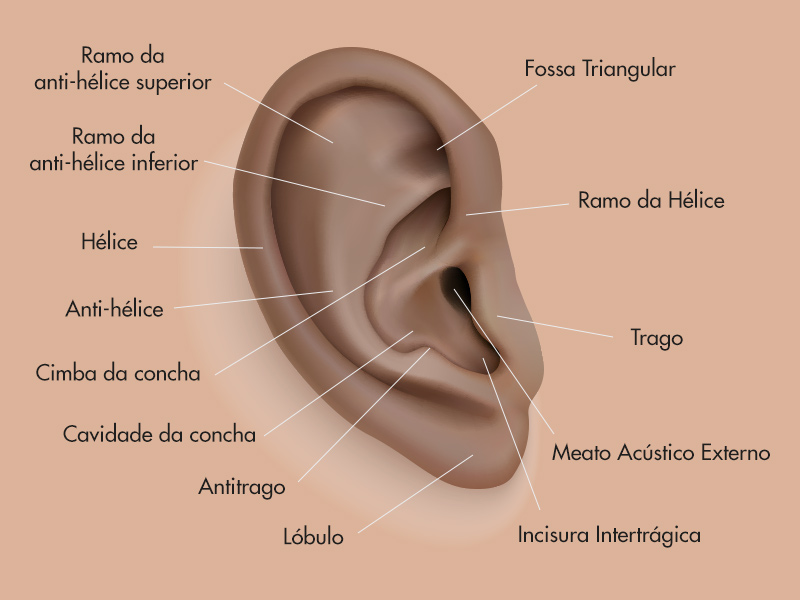 Ilustração da anatomia da orelha externa