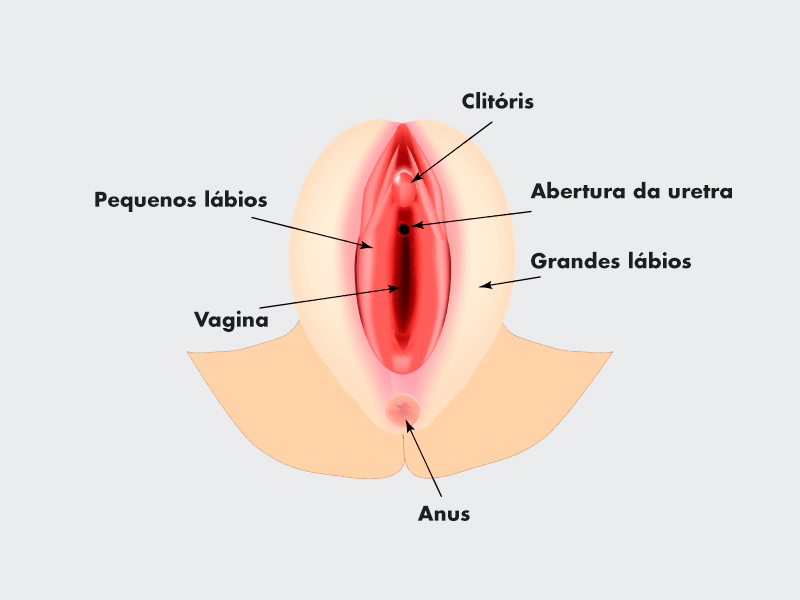 ilustração mostrando todas as regiões íntimas de uma mulher