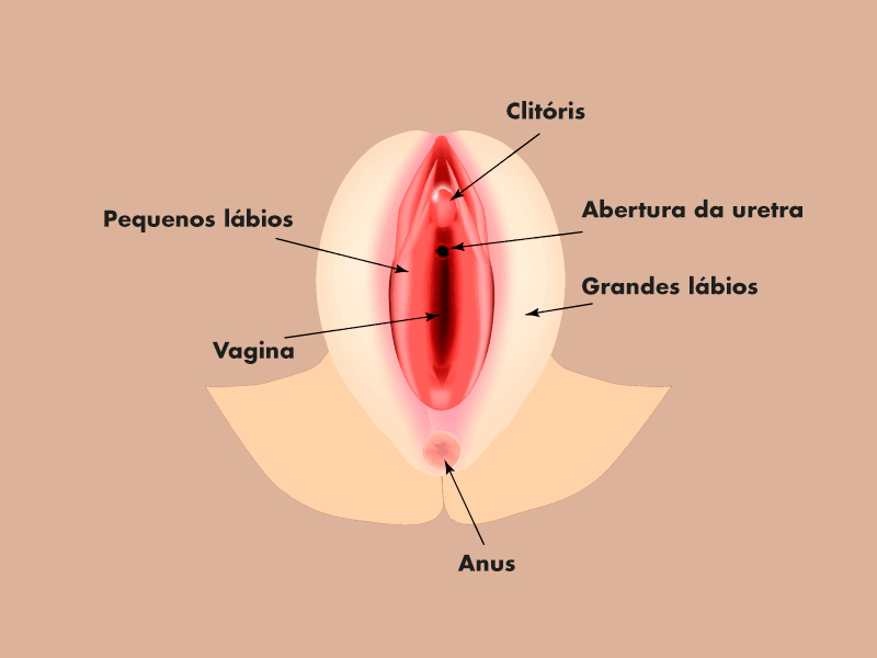 perineo feminino
