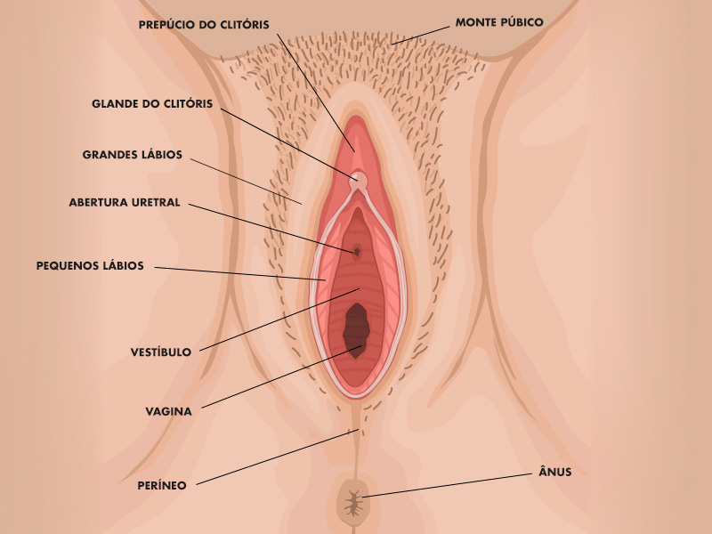 anatomia parte íntima feminina
