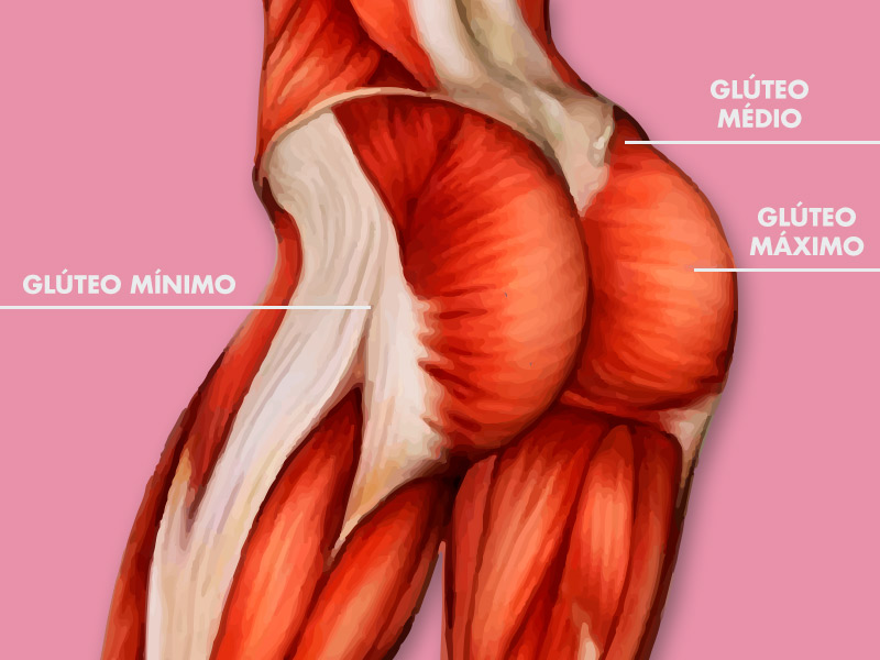 Como é a anatomia do bumbum? anatomia bumbum