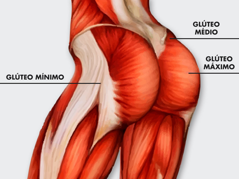 partes gluteo