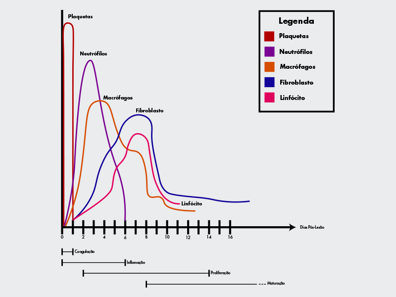 fases cicatrizacao