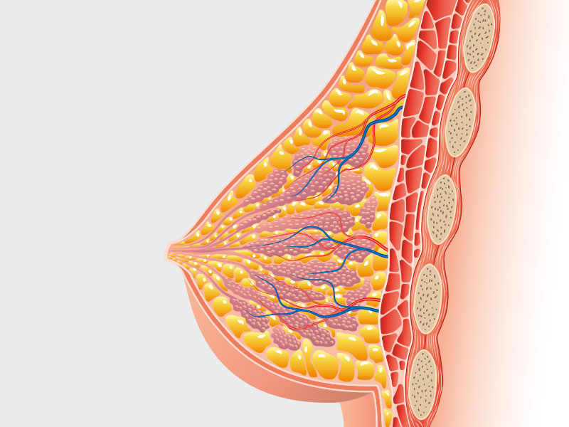 Anatomia de uma mama