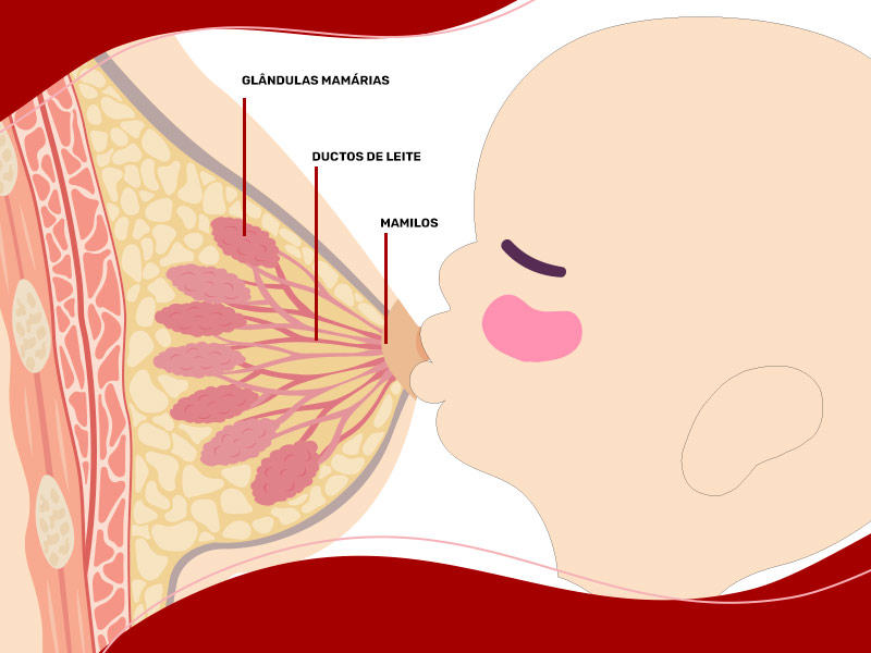 Ilustração que mostra a parte interna dos seios, com um bebê mamando