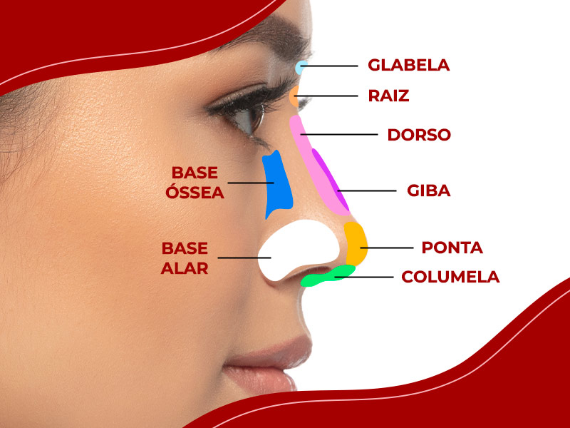 O que é columela? infográfico demonstrando o que é columela e outras partes do nariz