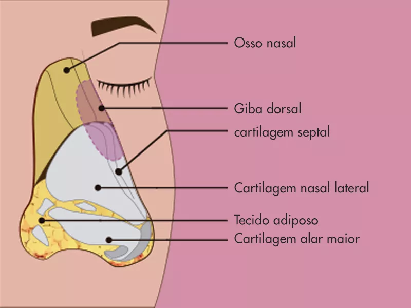 Ilustração da anatomia do nariz