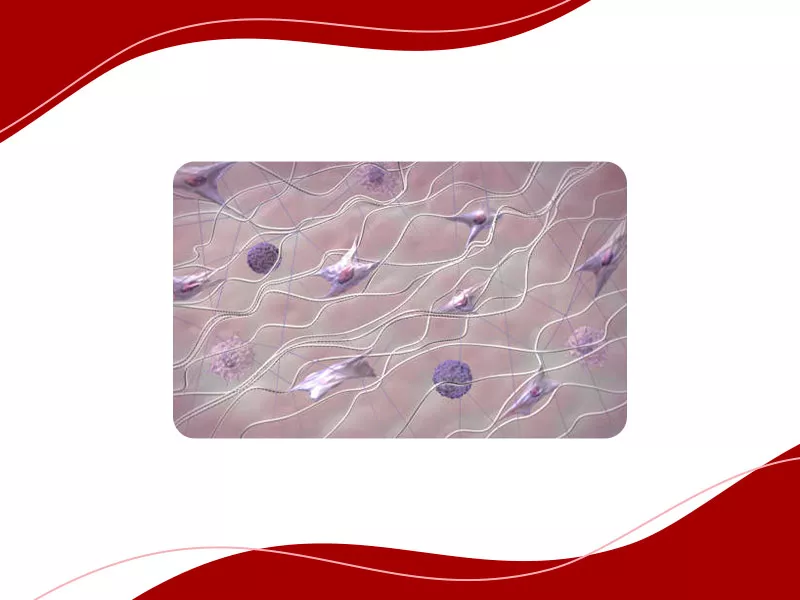 O que é elastina? Imagem ilustrativa de elastina